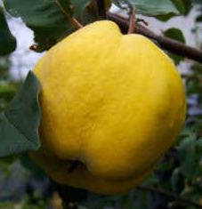 membrillo fruta